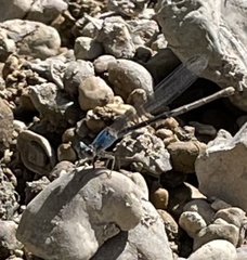 Argia apicalis