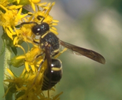 Euodynerus foraminatus