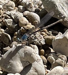 Argia apicalis