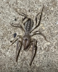 Solifugae