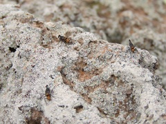 Psocinae