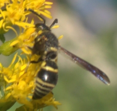 Euodynerus foraminatus