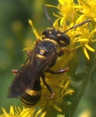 Euodynerus foraminatus