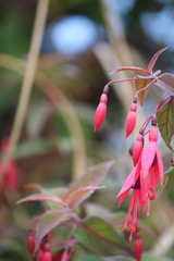 Fuchsia magellanica