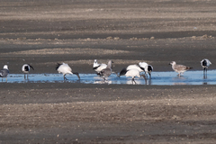 Threskiornis aethiopicus