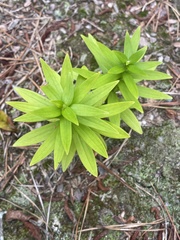 Lilium lancifolium
