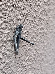 Acantherus piperatus