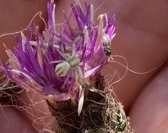 Misumena vatia