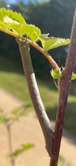 Biston betularia