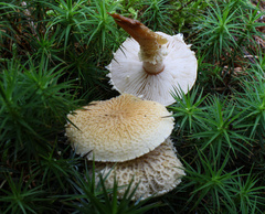 Cystoderma amianthinum rugosoreticulatum