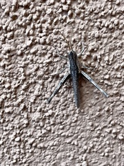 Acantherus piperatus