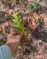 Asclepias tuberosa