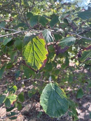 Hamamelis virginiana