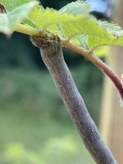 Biston betularia