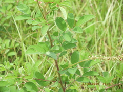 Indigofera hirsuta