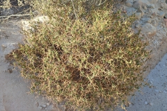 Sarcopoterium spinosum