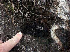 Andreaea megistospora