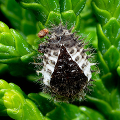 Chilocorus bipustulatus