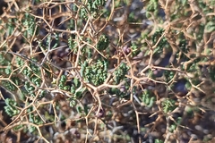Sarcopoterium spinosum