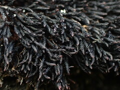 Andreaea megistospora