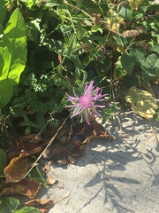 Centaurea jacea