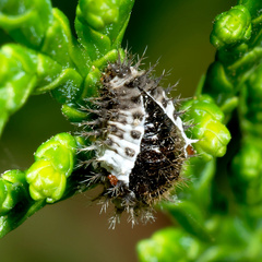 Chilocorus bipustulatus