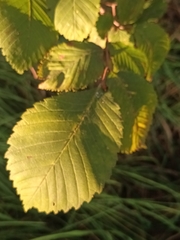 Ulmus laevis