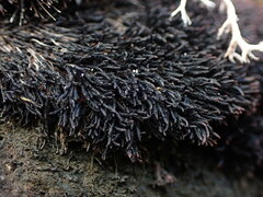 Andreaea megistospora