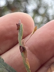 Andricus pedicellatus