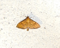 Anania verbascalis