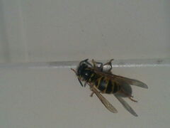 Vespula vulgaris