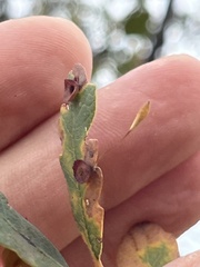 Andricus pedicellatus