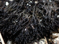 Andreaea megistospora