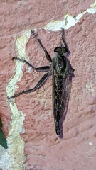 Machimus pilipes