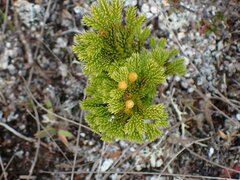 Dendrolycopodium dendroideum