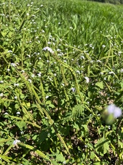 Heliotropium indicum