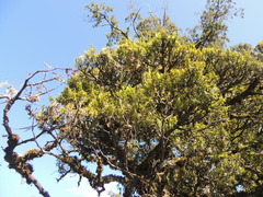 Prumnopitys ferruginea