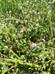 Heliotropium indicum