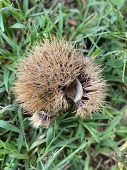 Castanea crenata