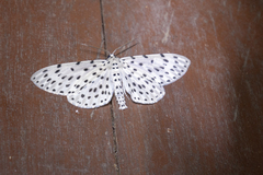 Antipercnia belluaria