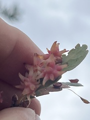 Cynips quercusechinus
