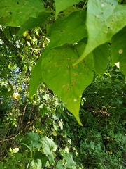 Catalpa speciosa