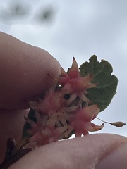 Cynips quercusechinus