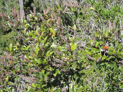 Pterophylla racemosa