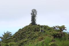 Araucaria heterophylla
