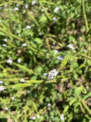 Heliotropium indicum