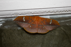 Cricula trifenestrata