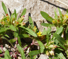 Pectis prostrata