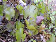 Hymenophyllum nephrophyllum