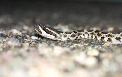 Crotalus oreganus helleri